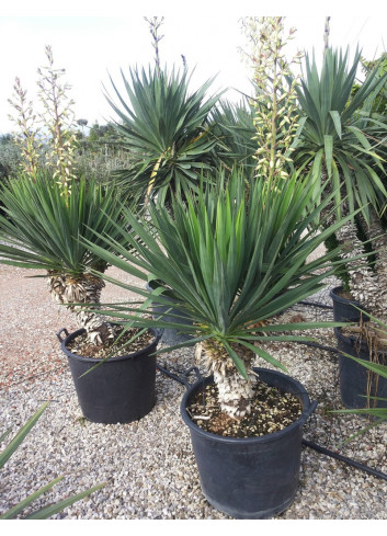 YUCCA gloriosa