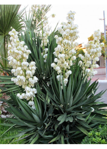 YUCCA gloriosa