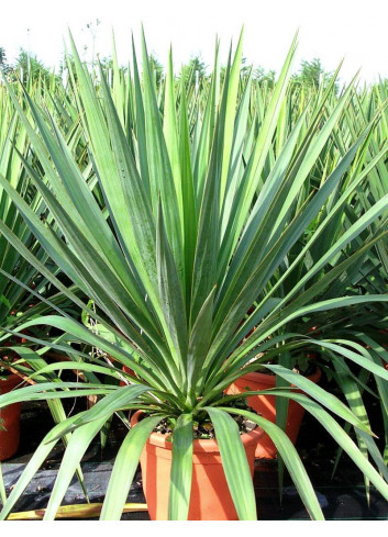 YUCCA gloriosa