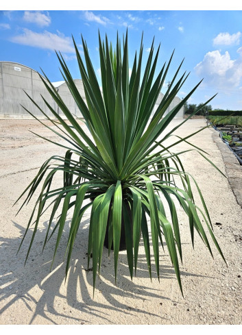 YUCCA gloriosa