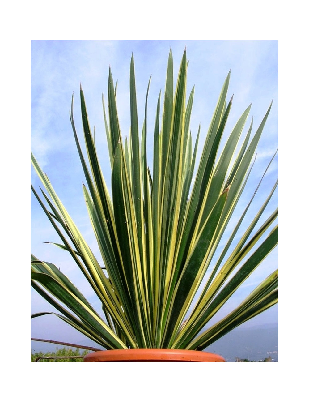 YUCCA filamentosa BRIGHT EDGE