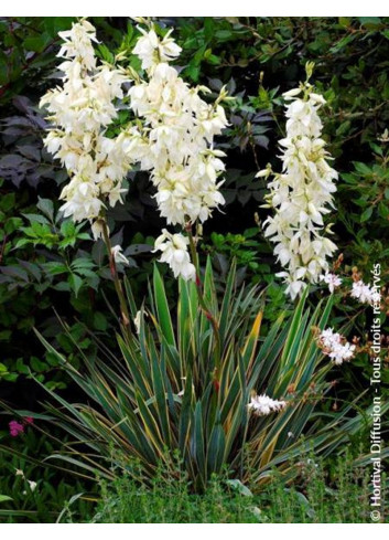 YUCCA filamentosa BRIGHT EDGE