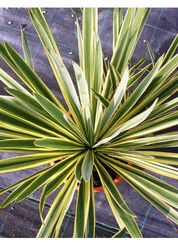 YUCCA filamentosa BRIGHT EDGE