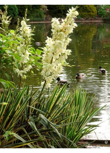 YUCCA filamentosa BRIGHT EDGE