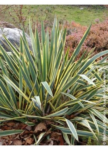 YUCCA filamentosa BRIGHT EDGE