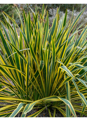 YUCCA filamentosa BRIGHT EDGE