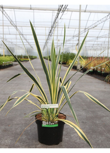 YUCCA filamentosa BRIGHT EDGE En pot de 4-5 litres