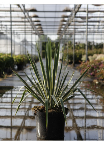 YUCCA filamentosa BRIGHT EDGE En pot de 7-10 litres