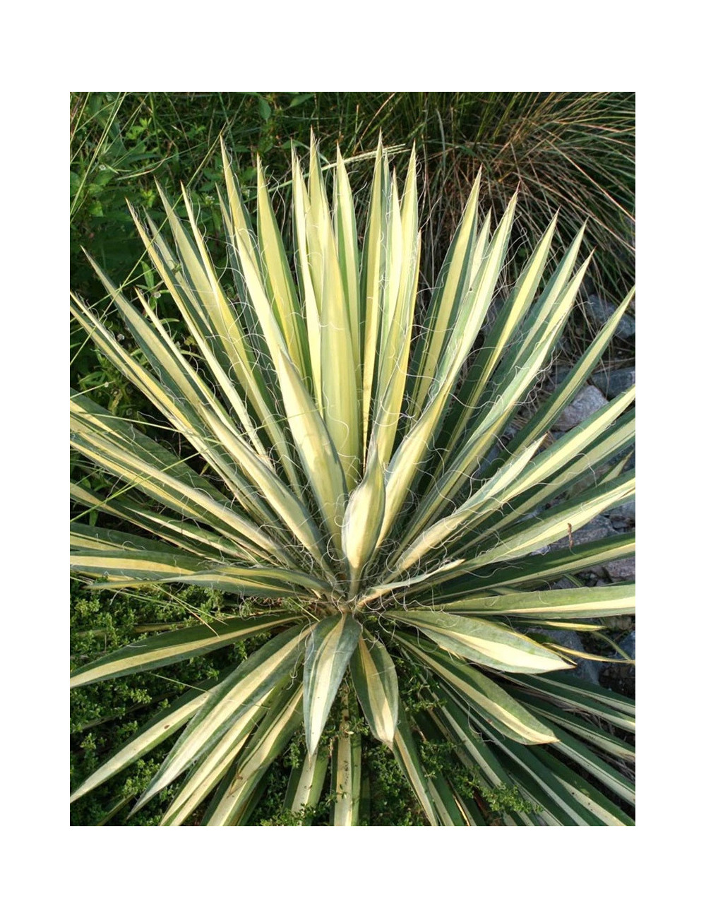 YUCCA filamentosa COLOR GUARD