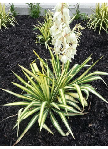 YUCCA filamentosa COLOR GUARD