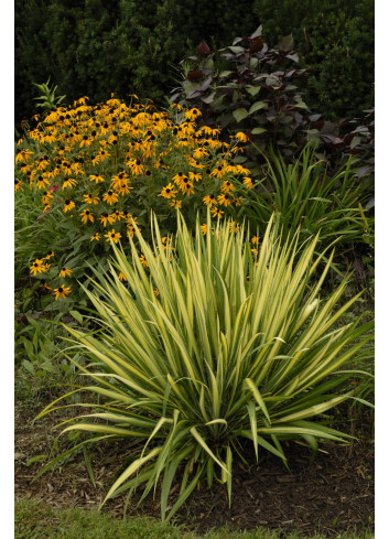 YUCCA filamentosa COLOR GUARD