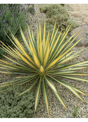 YUCCA filamentosa COLOR GUARD