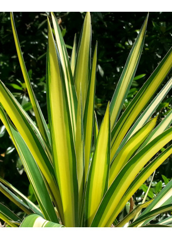 YUCCA filamentosa COLOR GUARD