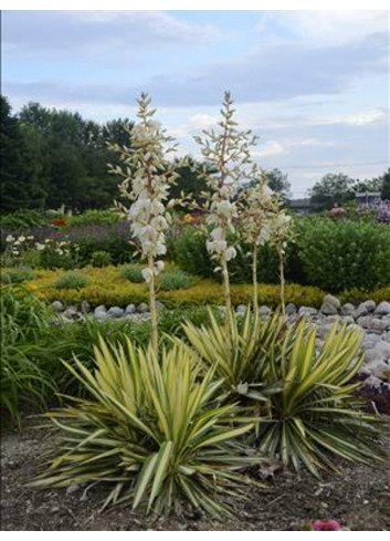 YUCCA filamentosa COLOR GUARD