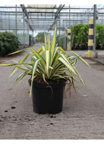 YUCCA filamentosa COLOR GUARD En pot de 7-10 litres