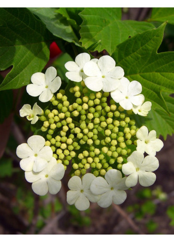 VIBURNUM trilobum WENTWORTH®