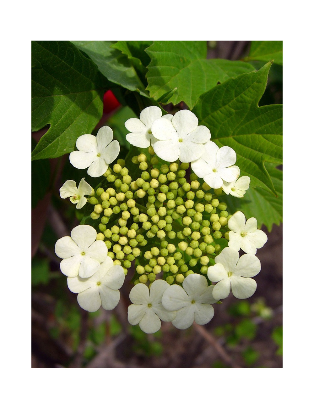 VIBURNUM trilobum WENTWORTH®