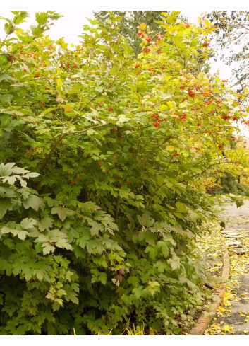 VIBURNUM trilobum WENTWORTH®