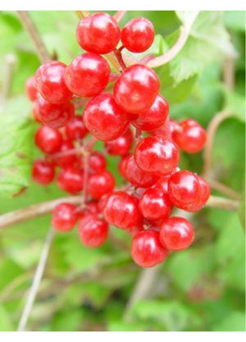 VIBURNUM trilobum WENTWORTH®