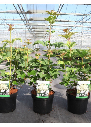 VIBURNUM trilobum WENTWORTH® En pot de 3-4 litres