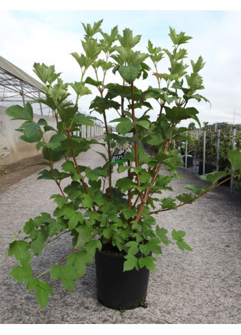 VIBURNUM trilobum WENTWORTH® En pot de 12-15 litres