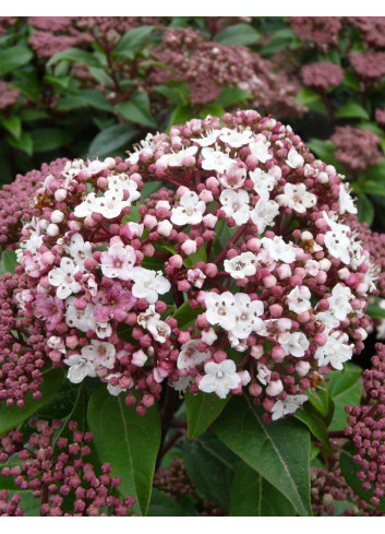 VIBURNUM tinus SPIRIT