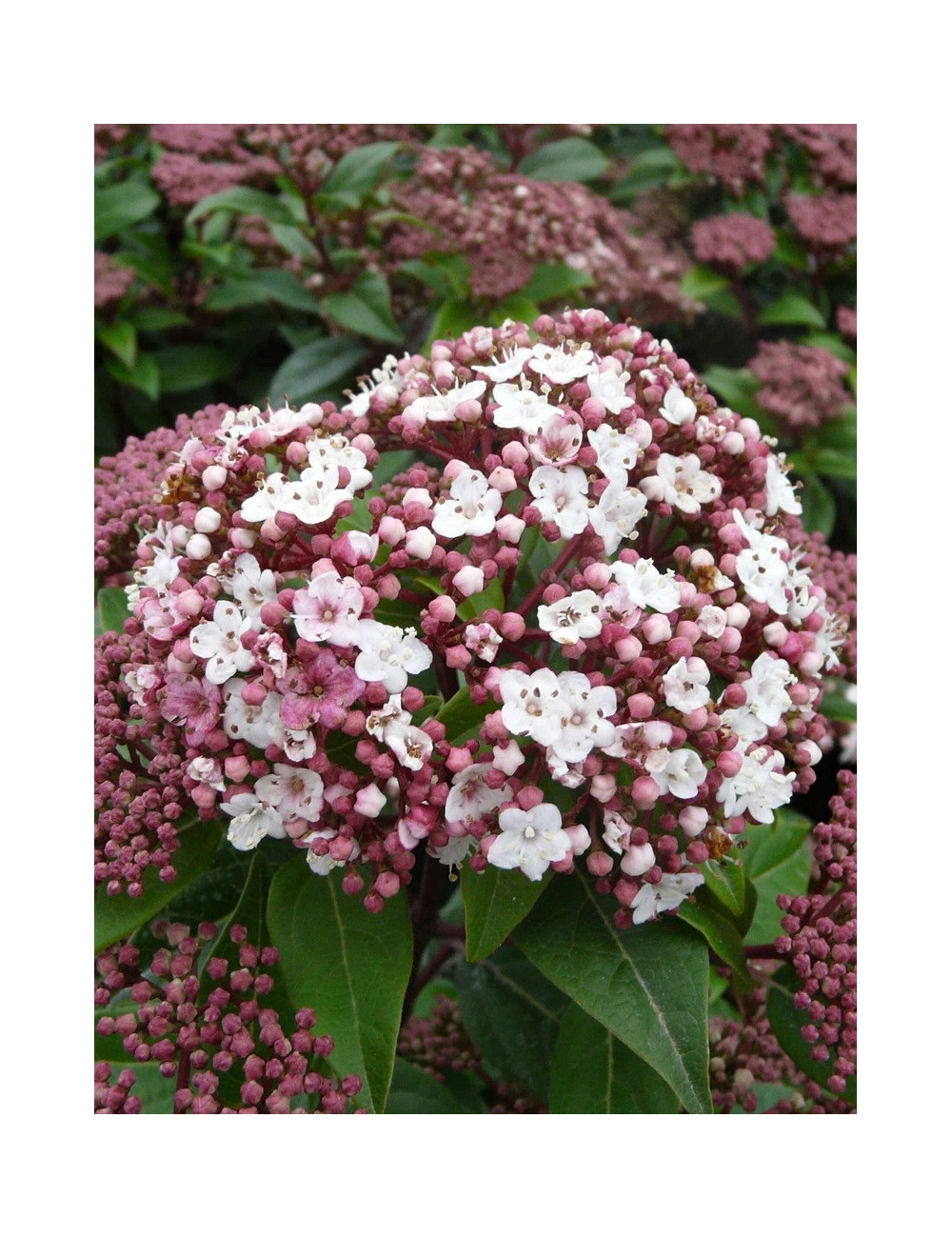 VIBURNUM tinus SPIRIT