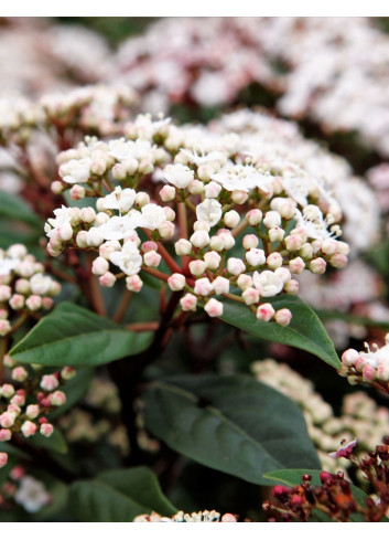 VIBURNUM tinus SPIRIT