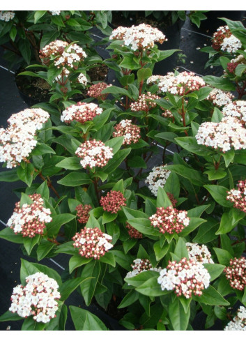 VIBURNUM tinus SPIRIT