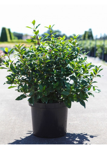 VIBURNUM tinus SPIRIT En pot de 10-12 litres