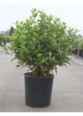 VIBURNUM tinus SPIRIT En pot de 15-20 litres