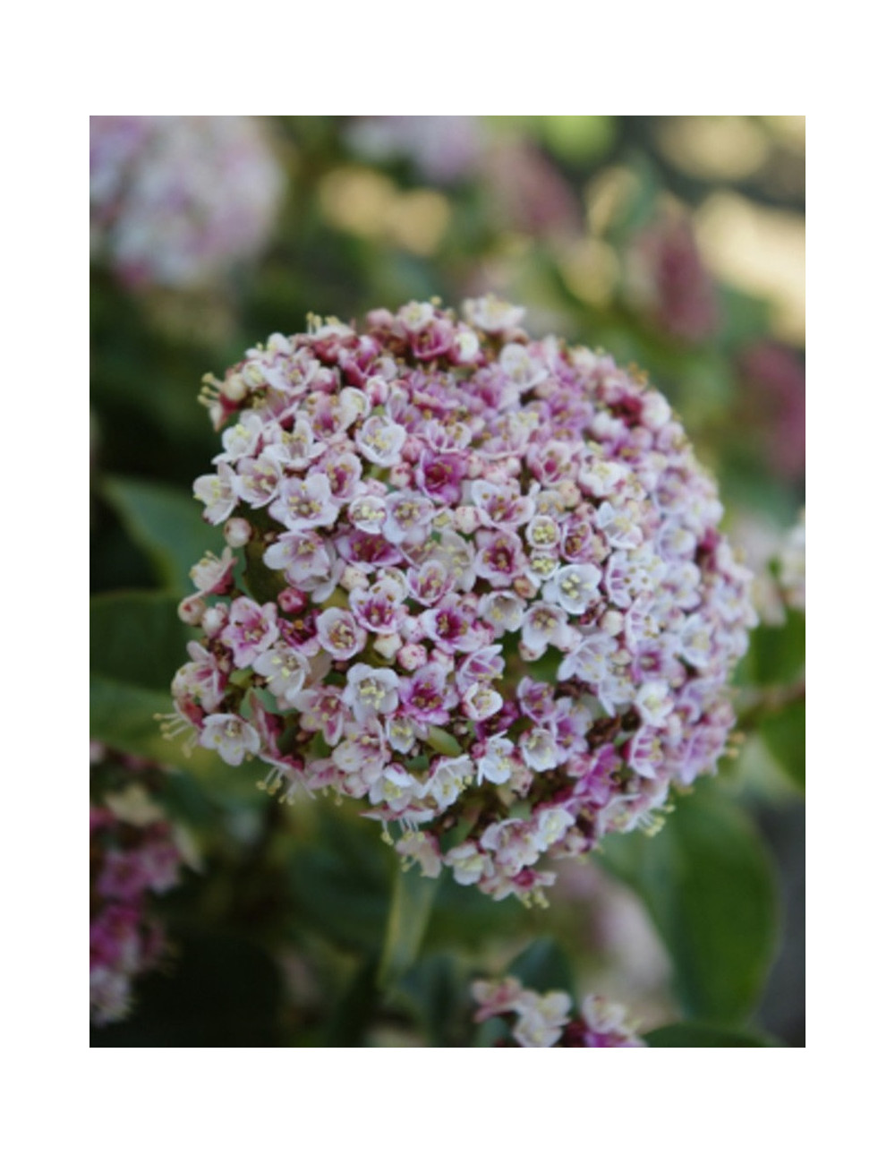 VIBURNUM tinus LISAROSE®