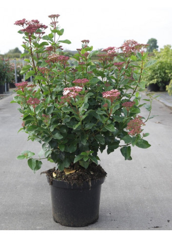 VIBURNUM tinus LISAROSE® En pot de 10-12 litres