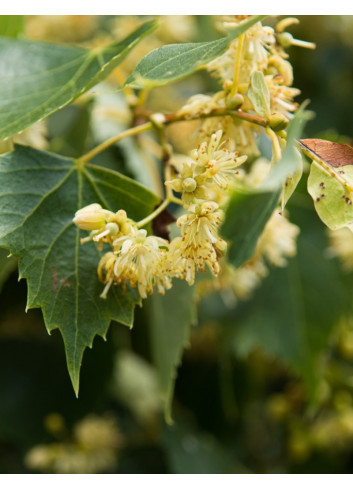 TILIA mongolica