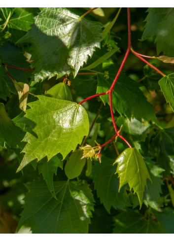 TILIA mongolica