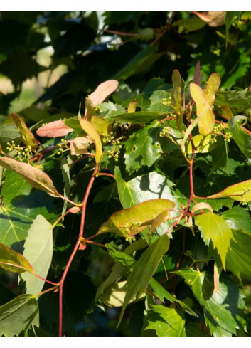 TILIA mongolica