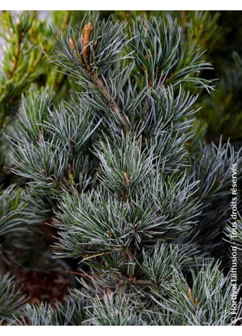 PINUS parviflora NEGISHI