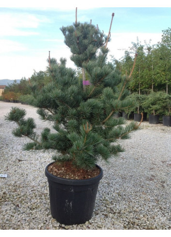 PINUS parviflora NEGISHI