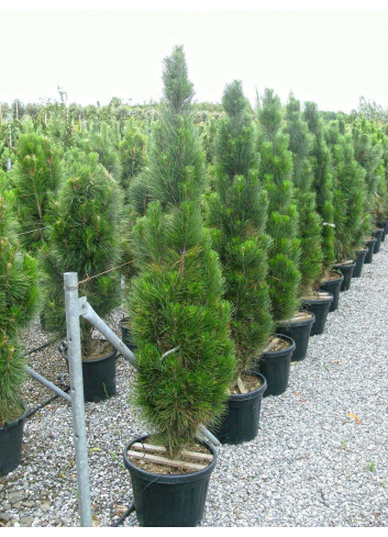 PINUS nigra GREEN TOWER En pot de 50-70 litres