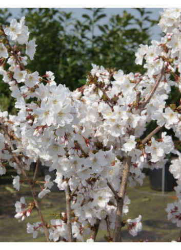 PRUNUS nipponica BRILLANT