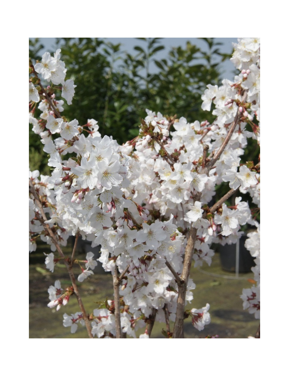 PRUNUS nipponica BRILLANT