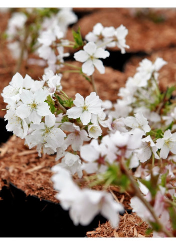 PRUNUS nipponica BRILLANT