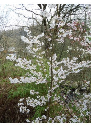 PRUNUS nipponica BRILLANT