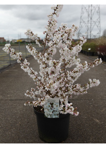 PRUNUS nipponica BRILLANT En pot de 10-12 litres