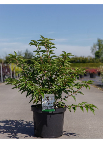 PRUNUS nipponica BRILLANT En pot de 10-12 litres