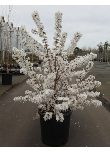 PRUNUS nipponica BRILLANT En pot de 25-30 litres