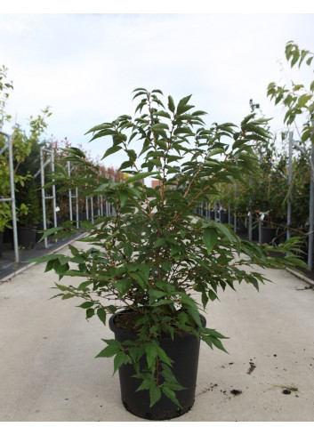 PRUNUS nipponica BRILLANT En pot de 25-30 litres