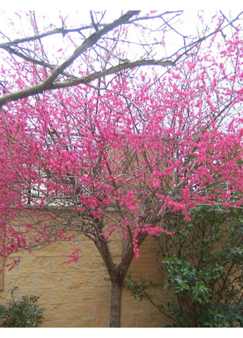 PRUNUS mume BENI-CHIDORI