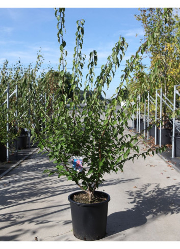 PRUNUS mume BENI-CHIDORI En pot de 25-30 litres