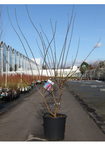 PRUNUS mume BENI-CHIDORI En pot de 25-30 litres